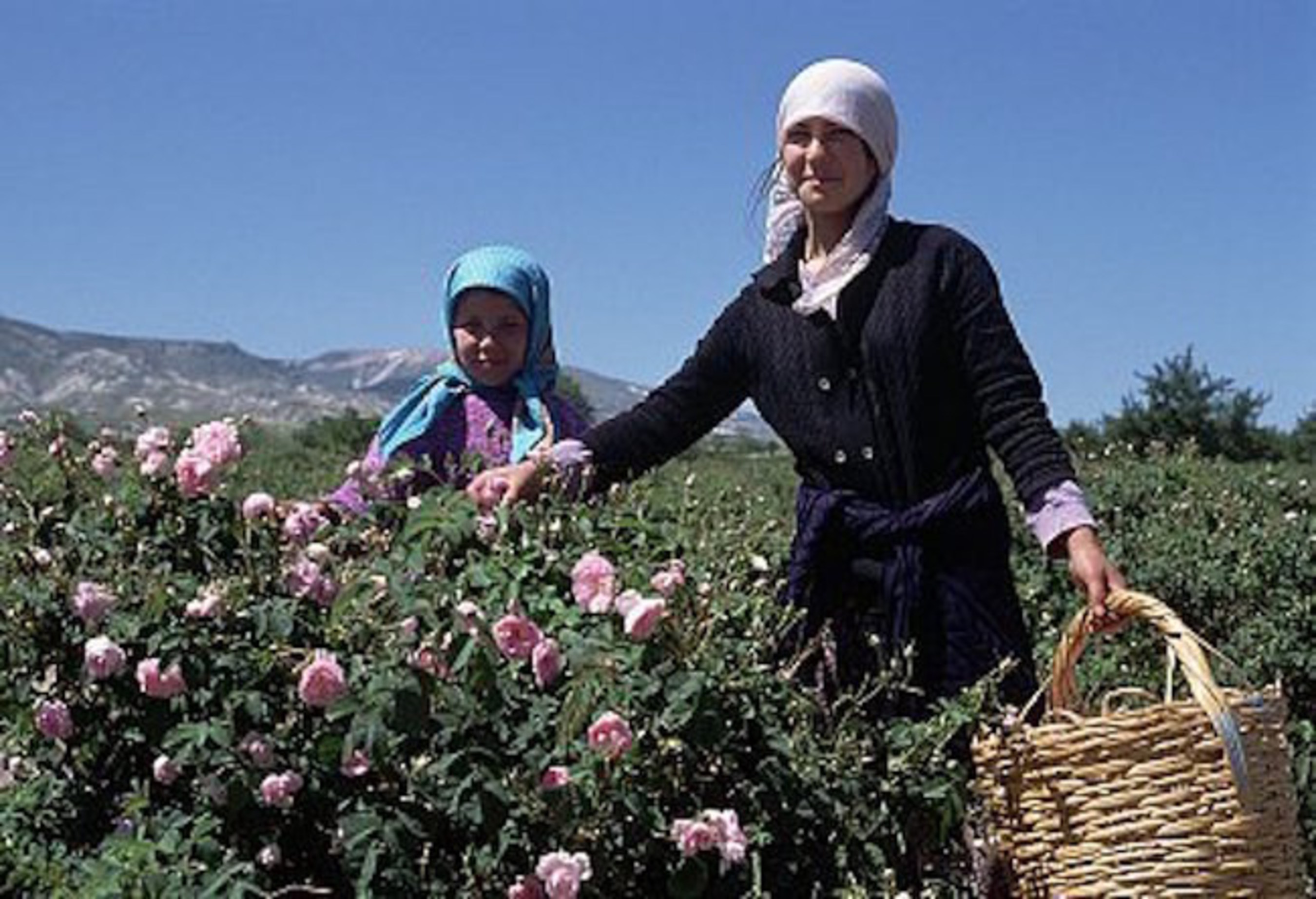 Rose Harvesting in Isparta