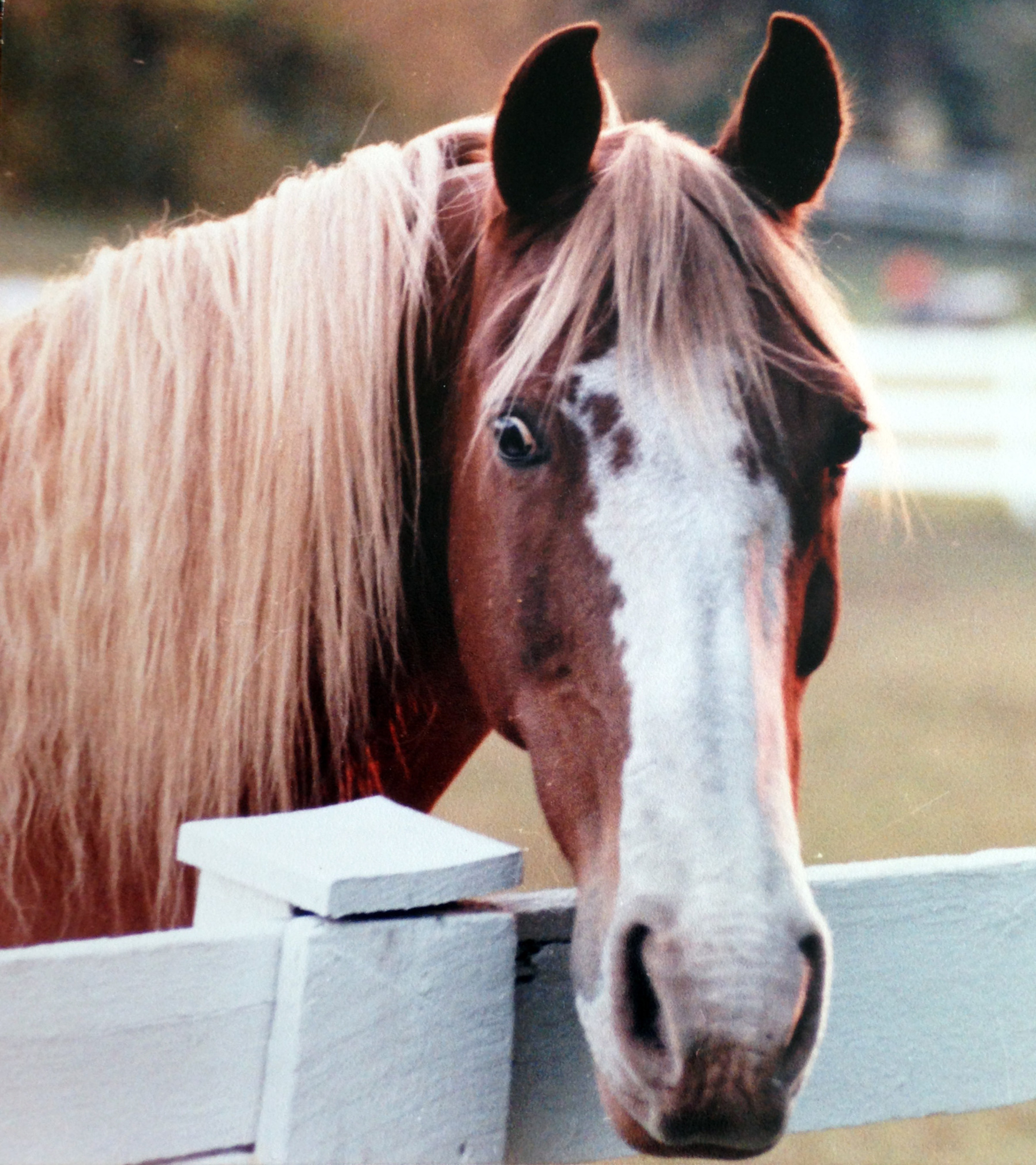 AVMA and AAEP oppose efforts to stall proposed rule to enforce the Horse Protection Act. They say unnecessary delays in long overdue changes will result in more injury to horses.
