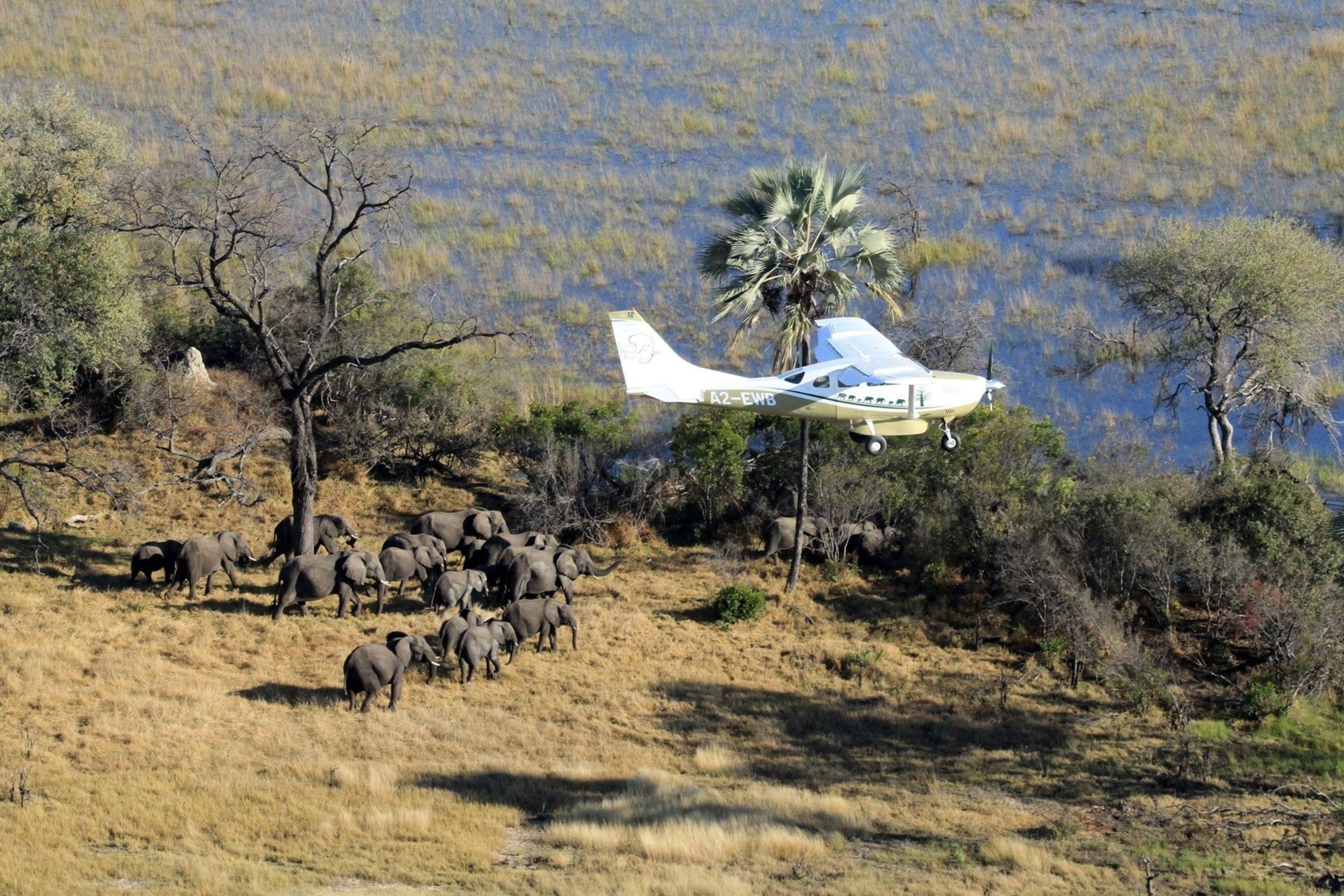 The Elephants Without Borders team flew GEC surveys in their home country of Botswana, which is also home to Africa's largest elephant population with an estimated 130,451 elephants according to the Census. Dr. Mike Chase, founder of EWB, was the principal investigator of the Great Elephant Census. (Photo credit: Great Elephant Census)