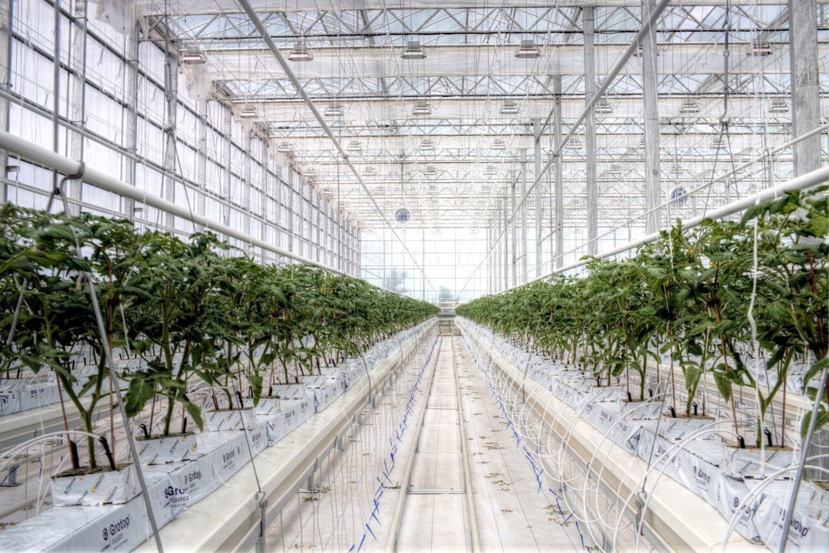 Tomatoes Growing at the BrightFarms Chicagoland Greenhouse