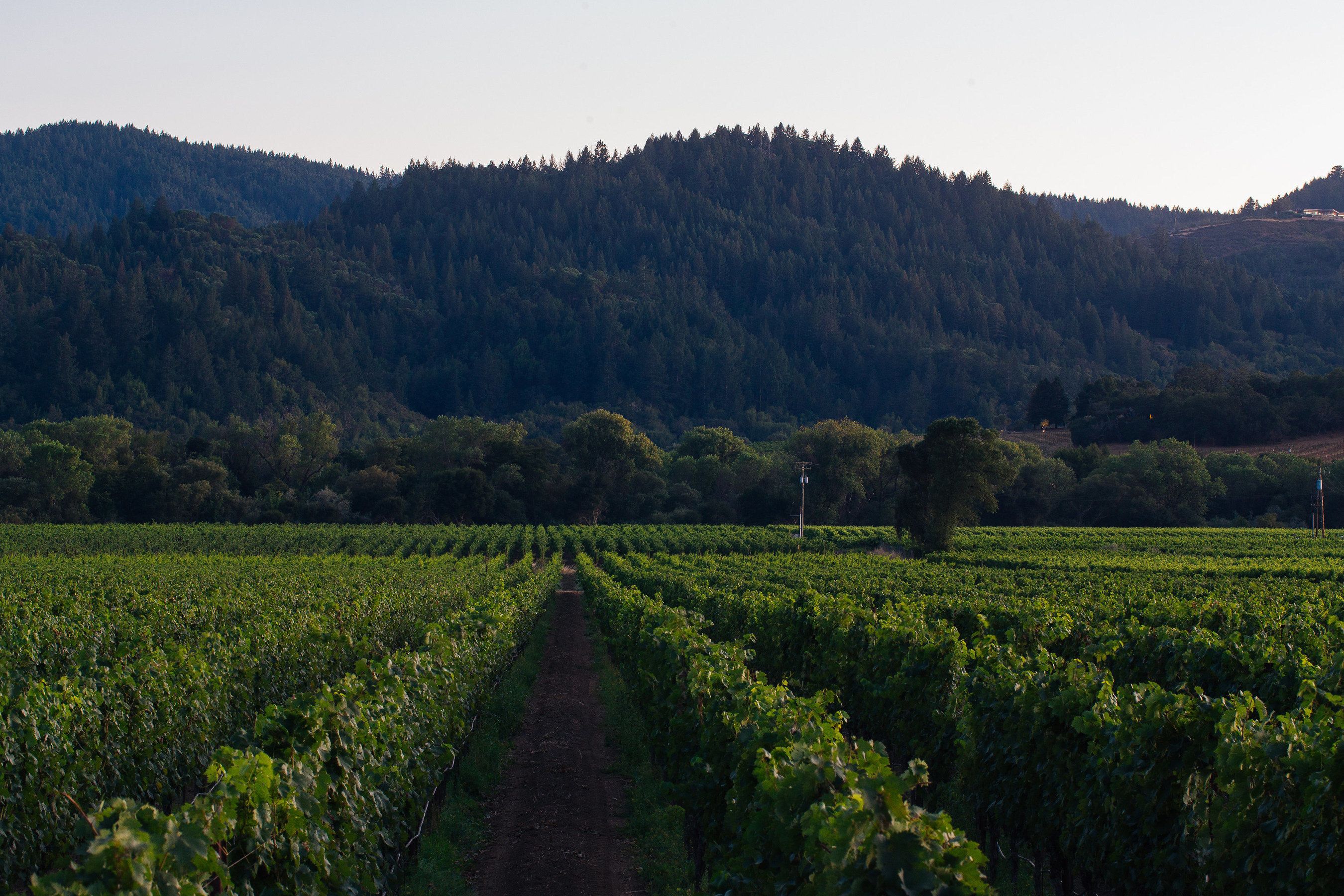 Seghesio Family Vineyards' Cortina Vineyard in Dry Creek Valley