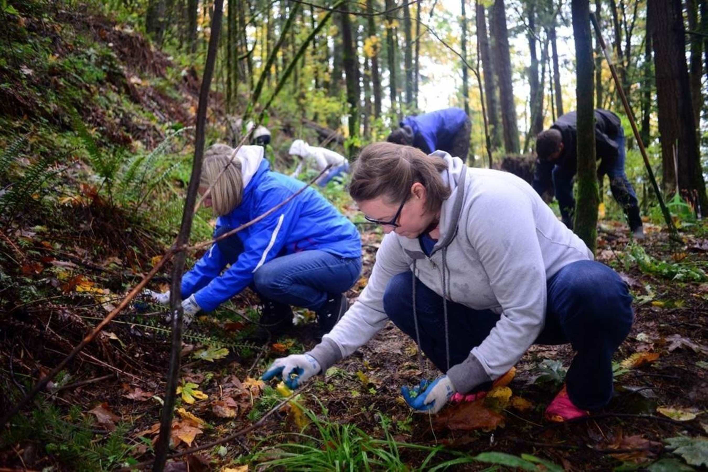 WebMD Cares Impact Day 2016 - Over two days, Portland employees worked with the Forest Park Conservancy on maintaining and restoring trails.