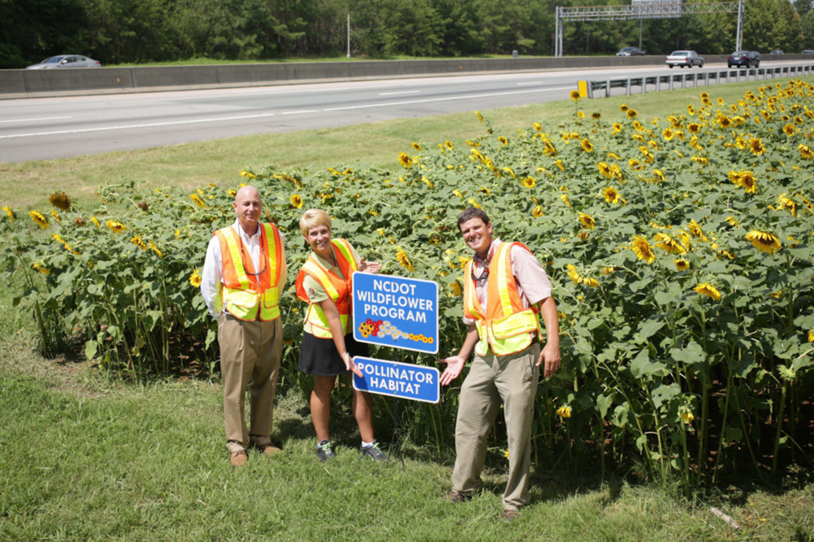 Standing with sunflowers on the side of North Carolina's I-85, planted in collaboration with the North Carolina Department of Transportation.