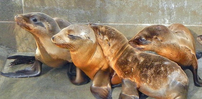 SAIC's marine mammal staff will donate more than 1,000 hours of volunteer service to care for stranded sea lion pups in Southern California.