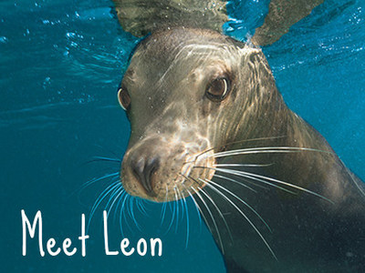 Leon the Sea Lion at SeaWorld