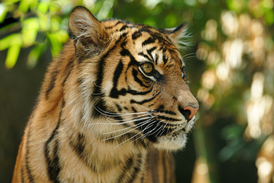 Rainforest Trust announces Earth Day campaign to raise $85,000 to protect 25,000 acres of threatened rainforest on the Indonesian island of Sumatra. Upon completion, the initiative will protect over 200,000 acres of threatened habitat for critically endangered Sumatran tigers. At present, only 400 Sumatran tigers remain in the wild.