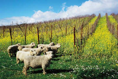 Fun winery events throughout California celebrate sustainable winegrowing in April to share how vintners and growers use earth-friendly practices such as sheep to mow weeds and cover crops between vineyard rows for soil fertility and beneficial insect habitat.