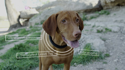 Patrick Perrine's dog Riley models the DogTelligent Connected Collar(TM)