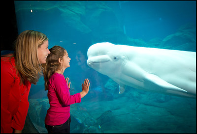 Georgia Aquarium & IBM make a splash with visitors