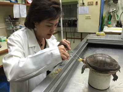 Dr. Nantarika Chansue, a noted turtle and tortoise veterinarian, received the Henry Schein Cares International Veterinary Community Service Award for her Commitment to Animal Welfare andImproving the Lives of Autistic, Disabled and Disadvantaged Children Through Therapy with Rescued Animals