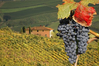 Chianti Vineyard in Tuscany, Italy