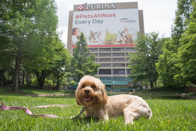 Purina celebrates Take Your Dog to Work Day on June 26 at the Purina headquarters in St. Louis to show how pets and people are better together at work.