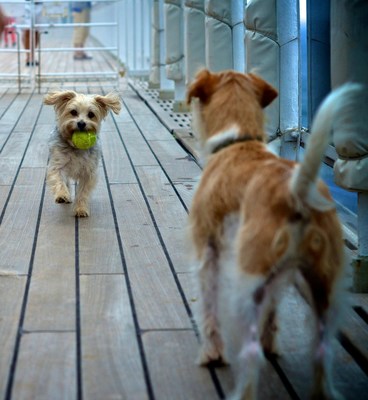 Queen Mary is the only ship in the world to offer dedicated kennels for dogs and cats (photo credit Simone Seckington)