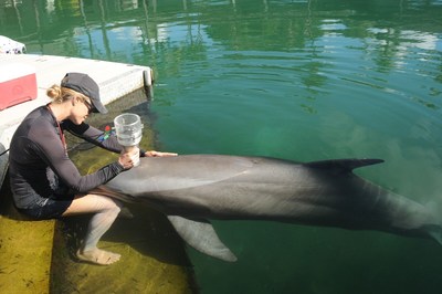 Andreas Fahlman, PhD, the lead author of the study and professor of biology at Texas A&M University used a custom-made portable device called a pneumotachometer to measure the dolphin breaths. Pictured, Julie Rocho-Levine, Dolphin Quest Oahu, and her team used positive reinforcement and slow approximations, or "baby steps" which allowed the dolphins to become accustomed to the presence of the device before the study.