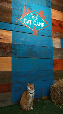 Purina ONE Cat Camp Now Open for Campers in New York.