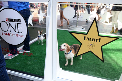 Adoptable dogs from the spcaLA await their turn on the red carpet at an adoption event hosted by Purina ONE in Los Angeles on Aug. 8, 2015. The event was part of the ONE difference campaign, which celebrates the people and shelters dedicated to making a positive difference in the lives of dogs.