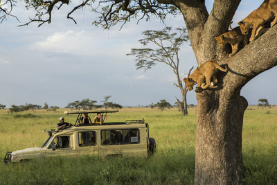 Travellers with tour guide photographing Lion cubs in tree on a game drive in the Serengeti.  Photo Credit: G Adventures