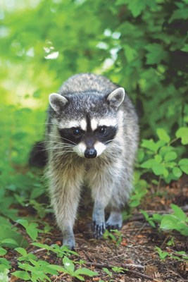 The RABORAL V-RG® wildlife rabies vaccine has been used in the U.S. since 1990 to help prevent the local spread of rabies in raccoons.