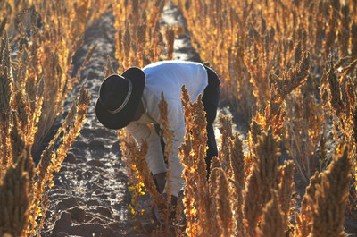 Bolivian smallholder quinoa farmer.