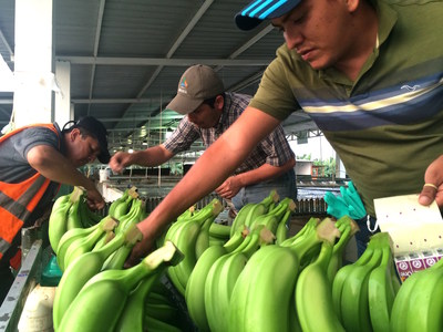 Frequentz, Inc, a global leader and champion of end-to-end visibility, has entered an exclusive global partnership with its customer, One Banana, to help meet the worldwide demand for responsibly produced food.