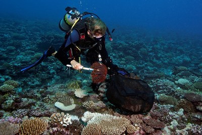 Dr. Andrew Bruckner, Chief Scientist for the Khaled bin Sultan Living Oceans Foundation, collects crown of thorns starfish (COTS) from a coral reef. Outbreaks of these coral-eating starfish can decimate a coral reef in a matter of weeks.