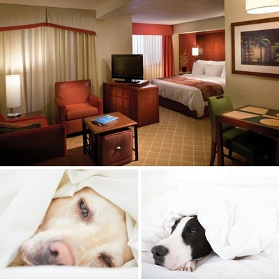 Residence Inn Miami Airport is offering well-mannered dogs, cats, birds and fish a holiday-themed treat and special pet amenity when their owner makes a reservation during the holiday season. The pet-friendly, extended-stay hotel also will make a $5 donation to the Humane Society of Greater Miami. For information, visit www.marriott.com/MIAAS or call 1-305-642-8570.