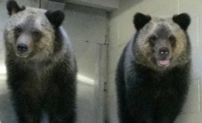 Palm Beach Zoo & Conservation Society announces the public debut of orphaned grizzly bear cubs