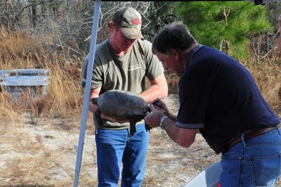 Georgia Power and Southern Nuclear environmental teams tag a gopher tortoise as part of the company's relocation program at Plant Vogtle.