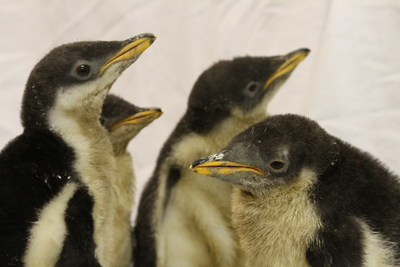 Penguin Watch 2015: Moody Gardens anticipates new penguin chicks to hatch in time for Christmas holiday. Gentoo Penguins like these that hatched in 2014 are expected.at the aquarium located in Galveston, TX