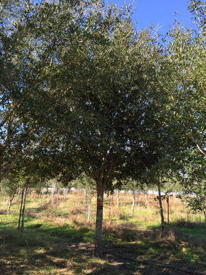 Apache Corporation marks the 10th anniversary of the company's Tree Grant Program with the donation of its 4 millionth tree, pictured above, to the City of Houston.