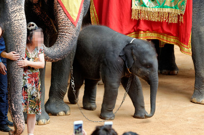 An elephant used in the tourism industry in Thailand. World Animal Protection believes that wild animals should remain in the wild and not be used for entertainment.