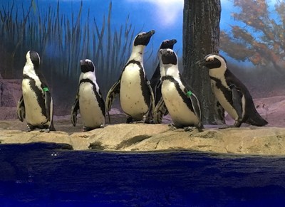 Miami Seaquarium introduced its own tuxedo-clad celebrities, when ten endangered penguins moved into the park's newest exhibit, "Penguin Isle."