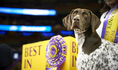 2016 Best in Show winner CJ, a German Shorthaired Pointer, celebrates his victory following the 140th Westminster Kennel Club Dog Show on February 16, 2016, at Madison Square Garden in New York City. CJ is the 10th consecutive Best in Show winner to be fueled by Purina Pro Plan.