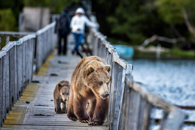 Unusual experience! Photographers and bears sharing the same bridge.