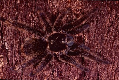 More than 950 Petco stores nationwide now have 25 tarantula species available, including 12 temperate and 13 tropical breeds.