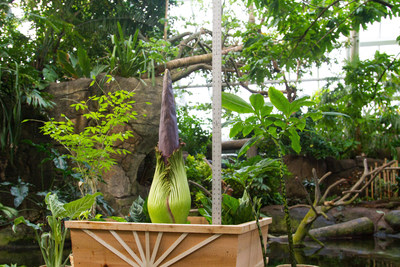 Morticia the Corpse Flower lost her sepals and started unfurling just in time for a Friday the 13th bloom at Moody Gardens, Galveston, TX