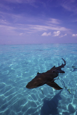A nurse shark in the Caribbean