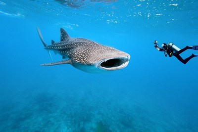 Swimming with Whale Sharks in the Yucatan Peninsula