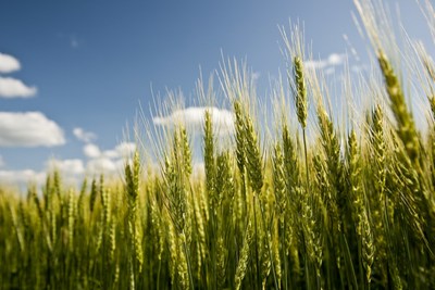 Wheat crop grows to maturity in a field.