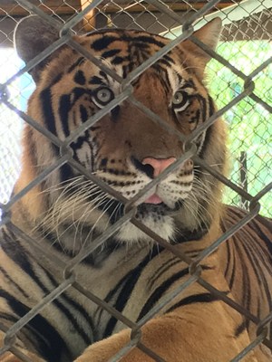 Captive tiger at a tourist facility in Thailand. World Animal Protection believes that wild animals belong in the wild and should not be used for our entertainment.