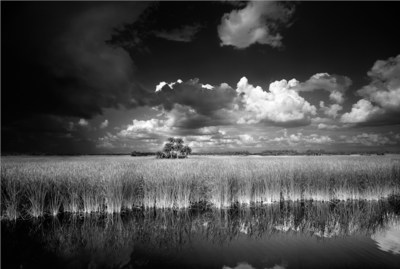 Location: Big Cypress National Preserve, Florida. This photograph was taken on the side of the road and was one of the first black and white photographs Butcher took that encouraged him to change from color photography to black and white film. www.clydebutcher.com