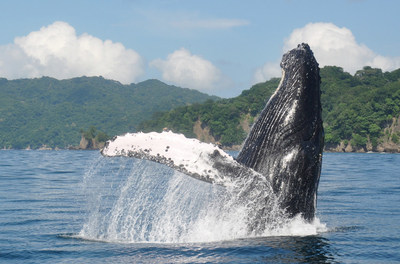 Humpback whale in Costa Rica