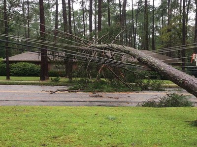 Large trees caused extensive damage in South and Coastal Georgia during Tropical Storm Hermine.