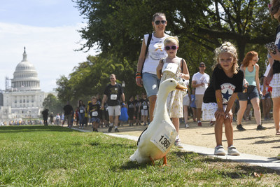The Aflac Duck joins CureFest's walk for a cure for children's cancer at the National Mall in Washington DC.