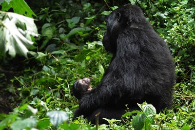 Uganda's newest mountain gorilla, named "Masiko" or "Hope", was born in Bwindi Impenetrable National Park in late September. Uganda is home to approximately 480 mountain gorillas, more than half the world's remaining population.