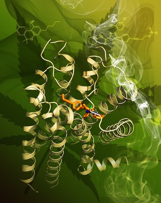 Artistic rendering of the human cannabinoid receptor CB1