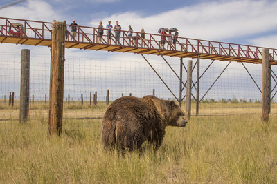 2,000 pound Kodiak Bear being observed by visitors on record-breaking walkway at The Wild Animal Sanctuary