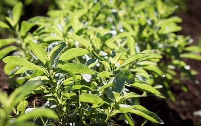 The stevia plant grows in a field in Kenya.
