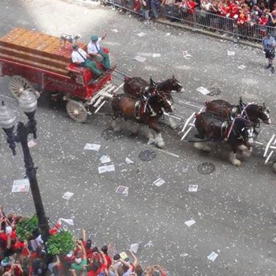 World-Famous Budweiser Clydesdales Join the Chicago Cubs Victory Parade