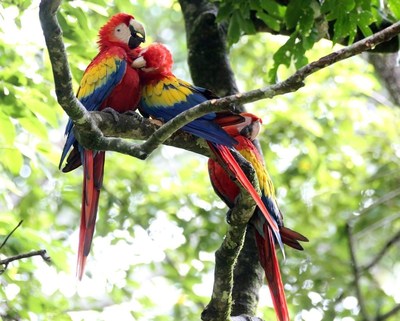 Two Scarlet Macaws spotted during this week's Honduras Birding for Conservation Tour.